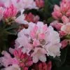Rhododendron Dreamland | 5 Litre Pot -Perennial Plants Sales Store PL00005065 2451