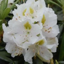 Rhododendron Madame Masson | 5 Litre Pot
