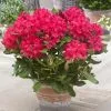 Rhododendron Nova Zembla | 2 Litre Pot -Perennial Plants Sales Store PL00005157 7459