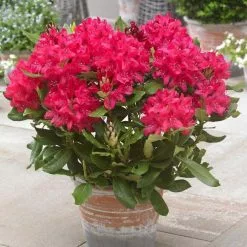 Rhododendron Nova Zembla | 2 Litre Pot