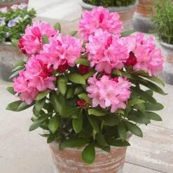 Rhododendron Hachmann's Polaris | 4 Litre Pot
