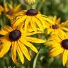 Rudbeckia Fulgida Var. Sullivantii Goldsturm | 2L Pot -Perennial Plants Sales Store PL00006057 e895