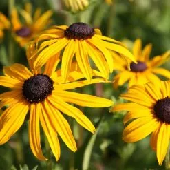 Rudbeckia Fulgida Var. Sullivantii Goldsturm | 2L Pot
