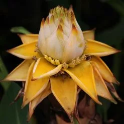 Musa Lasiocarpa | 12cm Pot