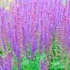 Salvia Nemorosa Ostfriesland | 2L Pot -Perennial Plants Sales Store PL00006082 293c