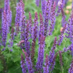 Salvia X Sylvestris Mainacht | 2 Litre Pot
