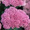 Hylotelephium (Herbstfreude Group) Herbstfreude | 2L Pot -Perennial Plants Sales Store PL00006195 8d66
