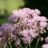 Thalictrum Aquilegiifolium | 2L Pot -Perennial Plants Sales Store PL00006369 0df6