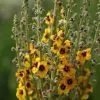 Verbascum (Cotswold Group) Cotswold Queen | 2 Litre Pot -Perennial Plants Sales Store PL00006521 5d77