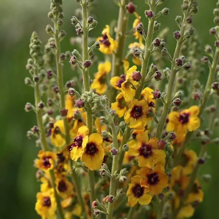 Verbascum (Cotswold Group) Cotswold Queen | 2 Litre Pot 3 Verbascum (Cotswold Group) Cotswold Queen | 2 Litre Pot