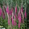 Veronica Spicata Rotfuchs | 2L Pot