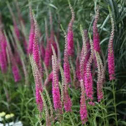 Veronica Spicata Rotfuchs | 2L Pot