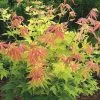 Acer Palmatum Orange Dream | 3L Pot -Perennial Plants Sales Store PL00006720 5c34