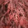 Acer Palmatum Garnet | 3L Pot