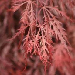 Acer Palmatum Garnet | 3L Pot
