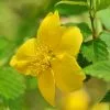 Kerria Japonica Golden Guinea | 2L Pot