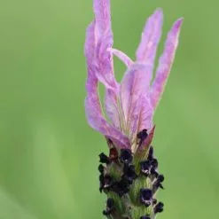 Lavandula Pedunculata Subsp. Pedunculata | 2L Pot