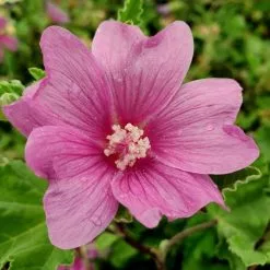 Malva × Clementii Burgundy Wine | 2L Pot