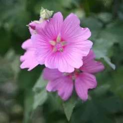 Malva × Clementii Rosea | 2L Pot