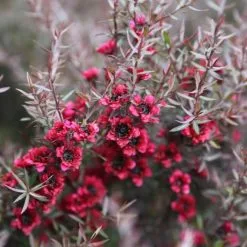 Leptospermum Scoparium Red Damask | 2 Litre Pot