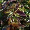 Leucothoe Walteri Rainbow | 2L Pot -Perennial Plants Sales Store PL00080119 c07d