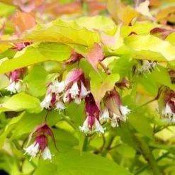 Leycesteria Formosa Golden Lanterns ('Notbruce') (PBR) | 2L Pot