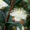 Myrtus Communis Subsp. Tarentina | 2 Litre Pot