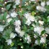 Myrtus Communis | 3 Litre Pot -Perennial Plants Sales Store PL00080165 0bc2