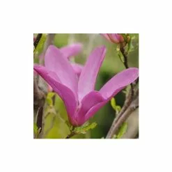 Magnolia Susan | 2L Pot