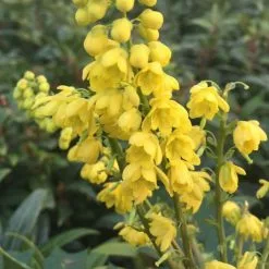 Mahonia × Media Charity | 3L Pot