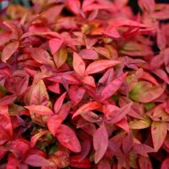 Nandina Domestica Blush Pink ('Aka') (PBR) | 2L Pot