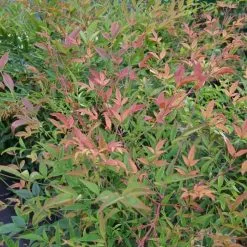 Nandina Domestica | 12 Lt Pot