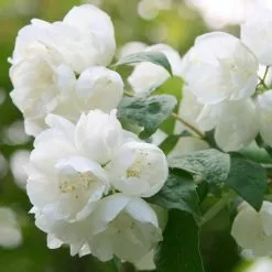 Philadelphus Virginal | 2L Pot