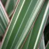 Phormium Cookianum Subsp. Hookeri Tricolor | 2L Pot -Perennial Plants Sales Store PL00080346 5a97
