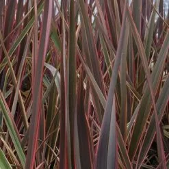 Phormium Maori Queen | 2L Pot