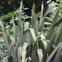 Phormium Tenax | 7.5lt Pot