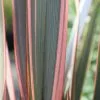 Phormium Sundowner | 2L Pot -Perennial Plants Sales Store PL00080369 a6d3
