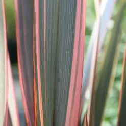 Phormium Sundowner | 2L Pot