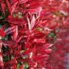 Photinia × Fraseri Red Robin | 2L Pot