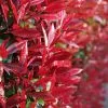 Photinia × Fraseri Red Robin | 10L Pot