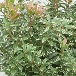 Pieris Japonica Little Heath | 2 Litre Pot