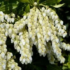Pieris Japonica Purity | 2 Litre Pot