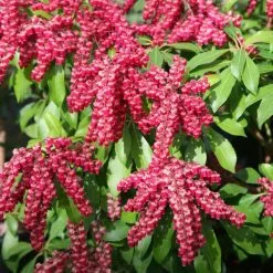 Pieris Japonica Valley Valentine | 2L Pot