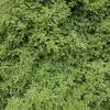 Pittosporum Tenuifolium Silver Queen | 2L Pot -Perennial Plants Sales Store PL00080435 17ff