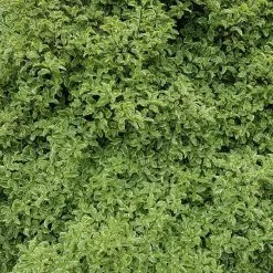 Pittosporum Tenuifolium Silver Queen | 2L Pot