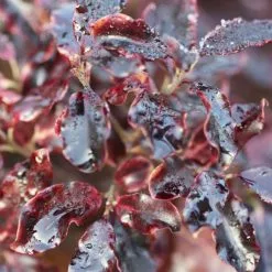 Pittosporum Tenuifolium Tom Thumb | 2L Pot