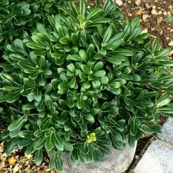 Pittosporum Tobira Nanum | 2L Pot