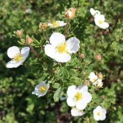 Potentilla Fruticosa Abbotswood | 3L Pot