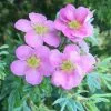 Potentilla Fruticosa Pink Beauty | 2L Pot