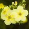 Potentilla Fruticosa Primrose Beauty | 2L Pot -Perennial Plants Sales Store PL00080465 8aa2